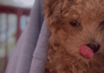 Toy Poodle