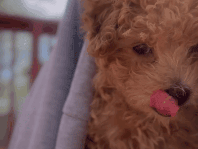 Toy Poodle