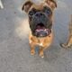 Male boxer