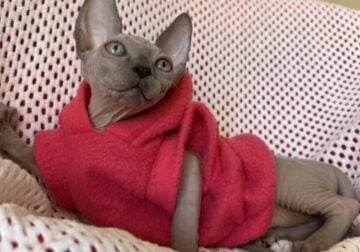 Freya Canadian Sphynx female, blue pointed