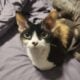 Female Devon Rex