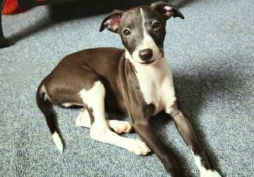 Italian Greyhound Boy Pup