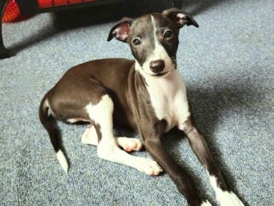 Italian Greyhound Boy Pup