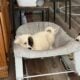 Retriever Mastiff/ Great Pyrenees puppies