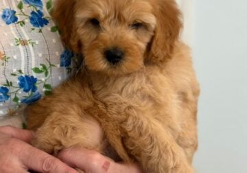 Adorable Mini Goldendoodle puppies available.