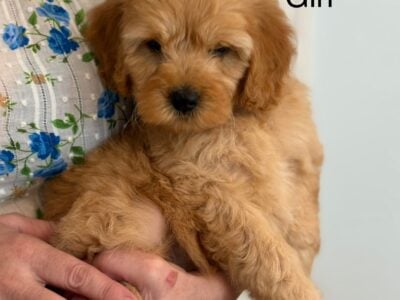 Adorable Mini Goldendoodle puppies available.