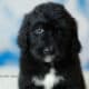 Bernedoodles -May
