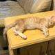 Orange Tabby Maine Coon