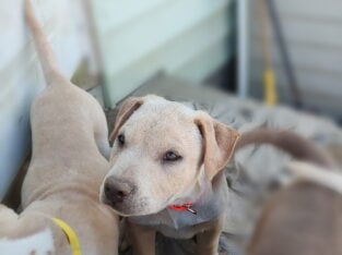 Pitbull pups/10 weeks/Thornton