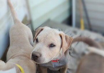 Pitbull pups/10 weeks/Thornton