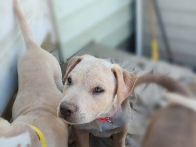 Pitbull pups/10 weeks/Thornton