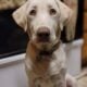 **Beautiful Lab Puppies** ONLY 2 LEFT (1M & 1F)