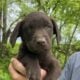 Labrador Retriever puppies