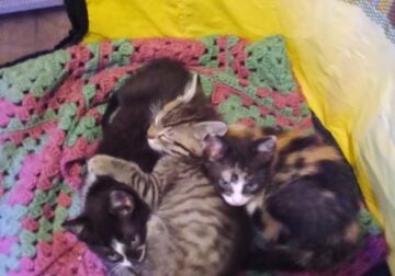 Kittens, Calico, Tuxedo type and Silver Gray Tabby