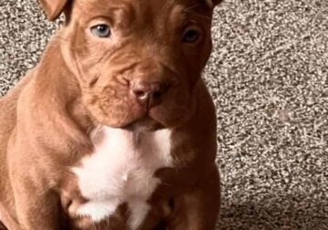Bully pup