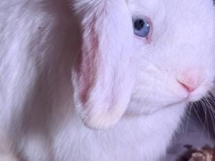 5 Holland Lops & All Supplies-$200