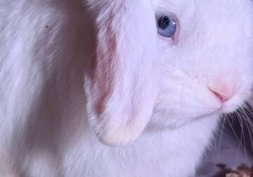 5 Holland Lops & All Supplies-$200