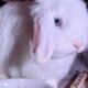 5 Holland Lops & All Supplies-$200