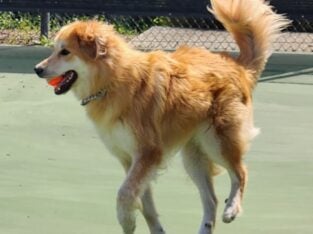 💕 Lovely Lola is Looking for Her Forever Family