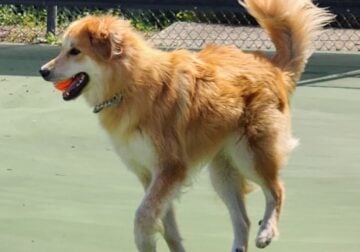 💕 Lovely Lola is Looking for Her Forever Family