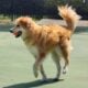 💕 Lovely Lola is Looking for Her Forever Family