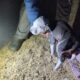 Pitbull puppies, ready now