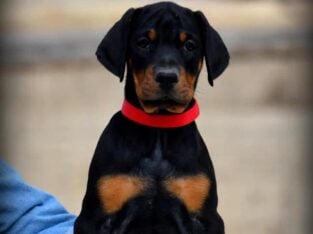 Top Quality German Doberman Puppy For Sale Now