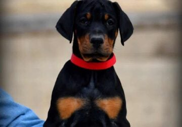 Top Quality German Doberman Puppy For Sale Now