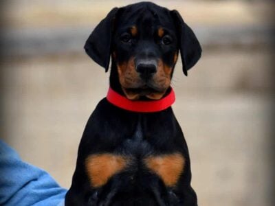 Top Quality German Doberman Puppy For Sale  ...