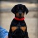 Top Quality German Doberman Puppy For Sale Now