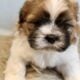 Male Shih Tzu Pups