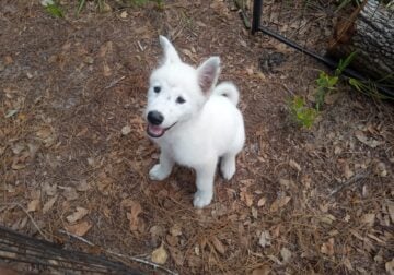 Adorable American Akita Puppy for Sale