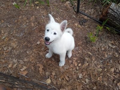 Adorable American Akita Puppy for Sale
