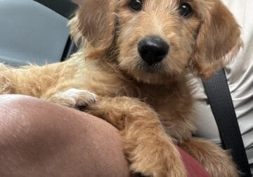 Labradoodle Girl