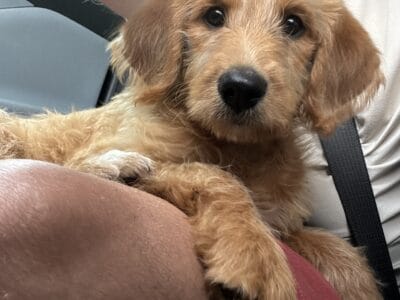Labradoodle Girl