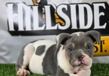 Olde english buldogge