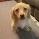 Miniature Dauchshund