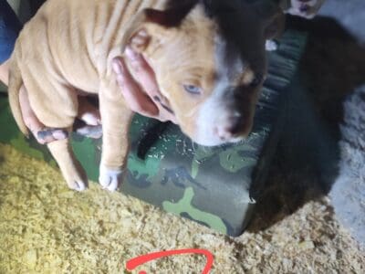 Pitbull puppies, ready now