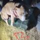 Pitbull puppies, ready now