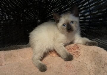 Siamese Kittens