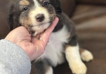Mini Aussie males