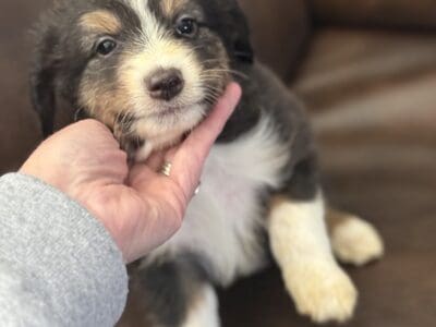 Mini Aussie males