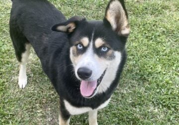 Sweet Husky to Rehome