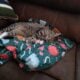 Male cat /Good cat