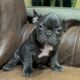 Adorable Frenchie puppies