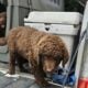 Chesapeake Bay Retriever puppies