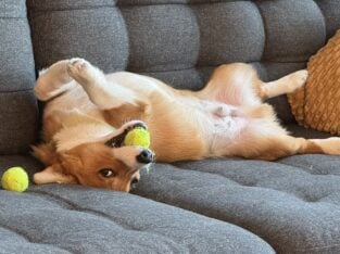 Pembroke Welsh Corgi