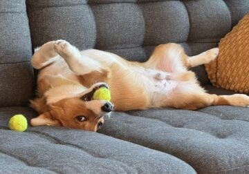 Pembroke Welsh Corgi