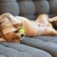 Pembroke Welsh Corgi