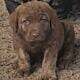 Chesapeake Bay Retriever puppies